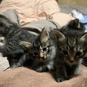 旭川 猫里親:旭川市で猫の里親になりたい!情報まとめ 5 e697ade5b79d e78cabe9878ce8a6aaefbc9ae697ade5b79de5b882e381a7e78cabe381aee9878ce8a6aae381abe381aae3828ae3819fe38184efbc81e68385e5a0b1