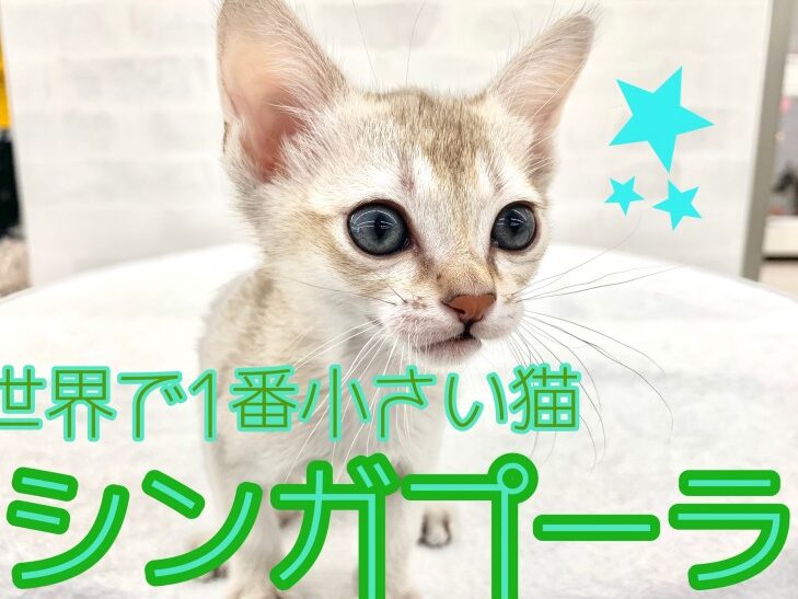 最小の猫:世界最小の猫種!その小ささと可愛さ 1 e69c80e5b08fe381aee78cabefbc9ae4b896e7958ce69c80e5b08fe381aee78cabe7a8aeefbc81e3819de381aee5b08fe38195e38195e381a8e58fafe6849be38195