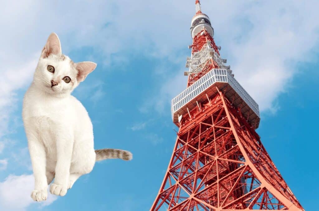 東京 迷い猫:東京で猫が迷子になったら?捜索方法 1 e69db1e4baac e8bfb7e38184e78cabefbc9ae69db1e4baace381a7e78cabe3818ce8bfb7e5ad90e381abe381aae381a3e3819fe38289efbc9fe68d9ce7b4a2e696b9