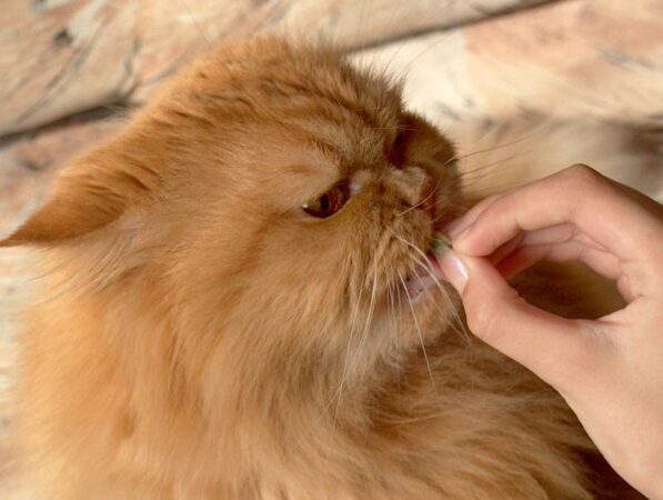栗を食べる猫:注意点と安全な与え方 5 e6a097e38292e9a39fe381b9e3828be78cabefbc9ae6b3a8e6848fe782b9e381a8e5ae89e585a8e381aae4b88ee38188e696b9