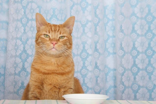 梨を食べる猫:注意点と安全な与え方 5 e6a2a8e38292e9a39fe381b9e3828be78cabefbc9ae6b3a8e6848fe782b9e381a8e5ae89e585a8e381aae4b88ee38188e696b9