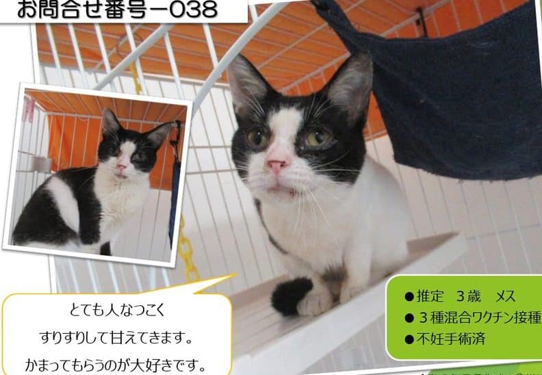 横浜 猫譲渡会:横浜市で開催される猫の譲渡会情報 1 e6a8aae6b59c e78cabe8adb2e6b8a1e4bc9aefbc9ae6a8aae6b59ce5b882e381a7e9968be582ace38195e3828ce3828be78cabe381aee8adb2e6b8a1e4bc9ae68385