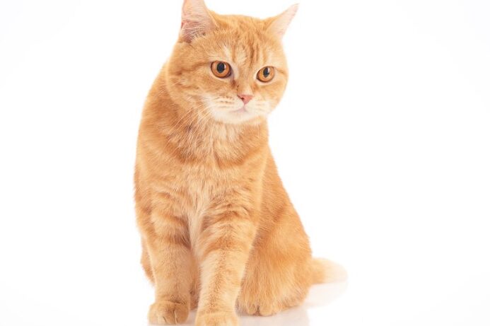 橘猫:茶トラのこと?橘猫の由来 1 e6a998e78cabefbc9ae88cb6e38388e383a9e381aee38193e381a8efbc9fe6a998e78cabe381aee794b1e69da5