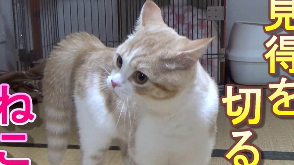 歌舞伎 猫:歌舞伎役者みたいな猫たち! 1 e6ad8ce8889ee4bc8e e78cabefbc9ae6ad8ce8889ee4bc8ee5bdb9e88085e381bfe3819fe38184e381aae78cabe3819fe381a1efbc81