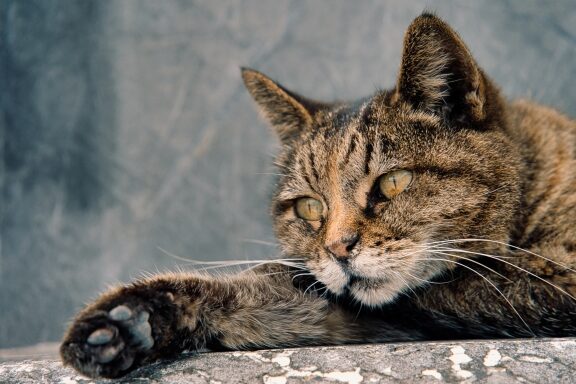 死んだ猫が会いに来る夢:その意味とスピリチュアルな解釈 1 e6adbbe38293e381a0e78cabe3818ce4bc9ae38184e381abe69da5e3828be5a4a2efbc9ae3819de381aee6848fe591b3e381a8e382b9e38394e383aae38381e383a5