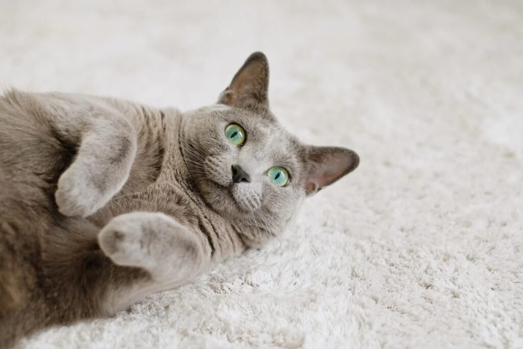 毛が短い猫:お手入れが楽!短毛種の猫 1 e6af9be3818ce79fade38184e78cabefbc9ae3818ae6898be585a5e3828ce3818ce6a5bdefbc81e79fade6af9be7a8aee381aee78cab