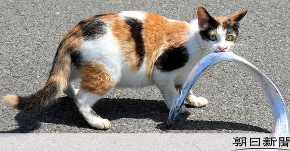 水俣病猫: 水俣病が猫に与えた影響 5 e6b0b4e4bfa3e79785e78cab e6b0b4e4bfa3e79785e3818ce78cabe381abe4b88ee38188e3819fe5bdb1e99fbf