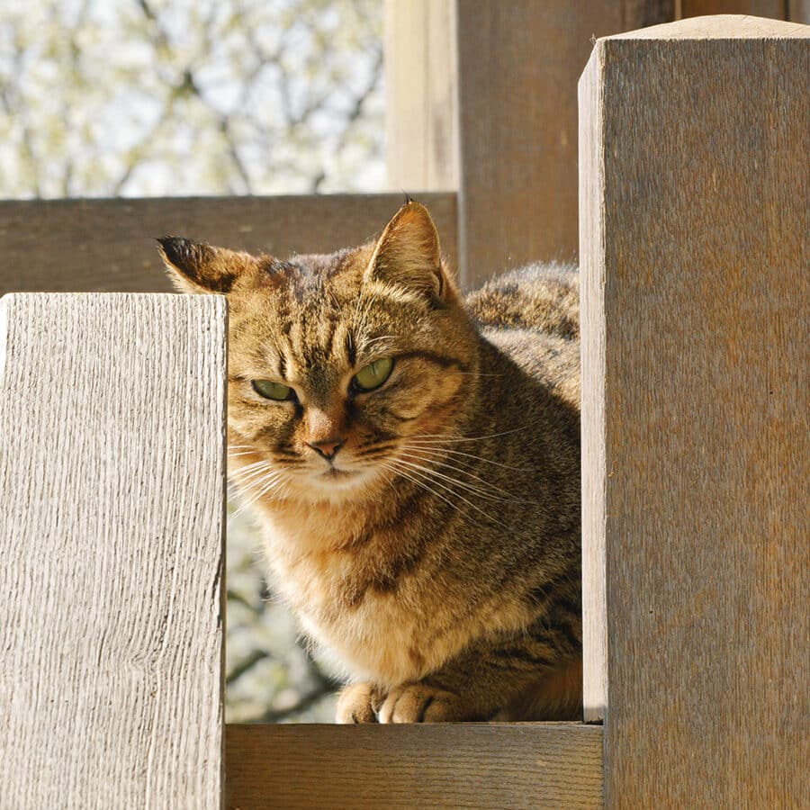 江ノ島猫に会いに行こう!猫スポット巡り 1 e6b19fe3838ee5b3b6e78cabe381abe4bc9ae38184e381abe8a18ce38193e38186efbc81e78cabe382b9e3839de38383e38388e5b7a1e3828a