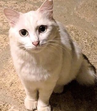 沖縄の猫:ノラ猫が多い理由と保護猫活動 1 e6b296e7b884e381aee78cabefbc9ae3838ee383a9e78cabe3818ce5a49ae38184e79086e794b1e381a8e4bf9de8adb7e78cabe6b4bbe58b95