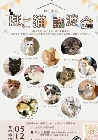 熊本で猫を迎えたい!信頼できる猫譲渡会情報まとめ 1 e7868ae69cace381a7e78cabe38292e8bf8ee38188e3819fe38184efbc81e4bfa1e9a0bce381a7e3818de3828be78cabe8adb2e6b8a1e4bc9ae68385e5a0b1e381be