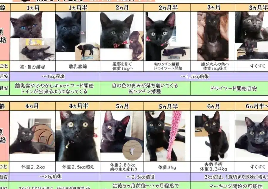猫5ヶ月!標準体重と成長過程、食事の注意点 5 e78cab5e383b6e69c88efbc81e6a899e6ba96e4bd93e9878de381a8e68890e995b7e9818ee7a88be38081e9a39fe4ba8be381aee6b3a8e6848fe782b9
