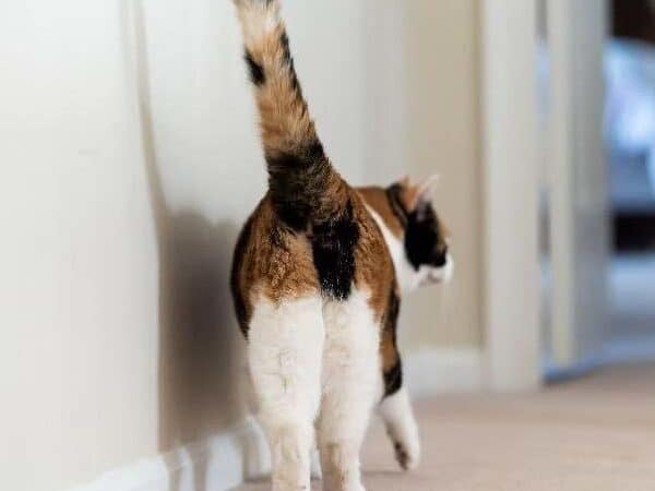 猫おしり臭い: 原因と対策 5 e78cabe3818ae38197e3828ae887ade38184 e58e9fe59ba0e381a8e5afbee7ad96