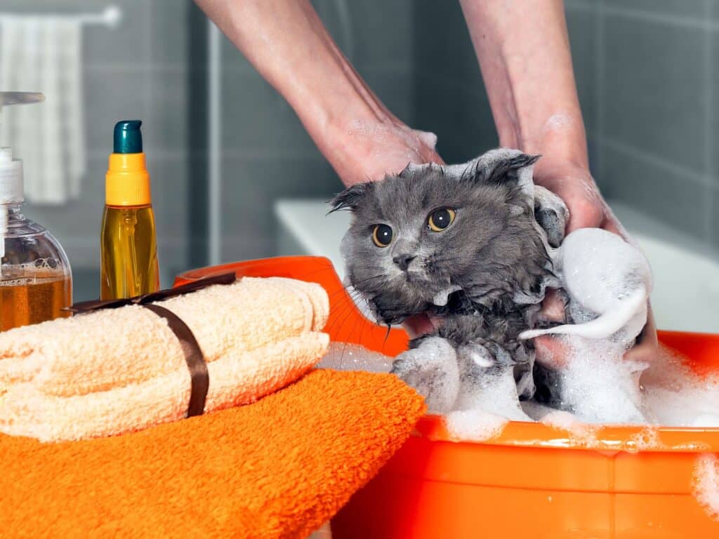 猫お風呂頻度: 適切な入浴頻度 5 e78cabe3818ae9a2a8e59182e9a0bbe5baa6 e981a9e58887e381aae585a5e6b5b4e9a0bbe5baa6