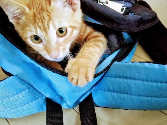 猫があなたについてくる理由: なついているサイン? 5 e78cabe3818ce38182e381aae3819fe381abe381a4e38184e381a6e3818fe3828be79086e794b1 e381aae381a4e38184e381a6e38184e3828be382b5e382a4e383b3