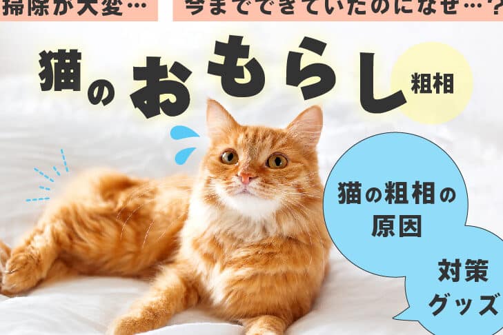猫がおしっこを漏らす原因と対策!病気の可能性も? 5 e78cabe3818ce3818ae38197e381a3e38193e38292e6bc8fe38289e38199e58e9fe59ba0e381a8e5afbee7ad96efbc81e79785e6b097e381aee58fafe883bde680a7