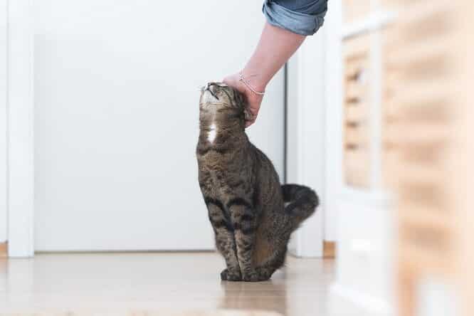 猫がくっついて寝る心理!甘えたいサイン? 1 e78cabe3818ce3818fe381a3e381a4e38184e381a6e5af9de3828be5bf83e79086efbc81e79498e38188e3819fe38184e382b5e382a4e383b3efbc9f