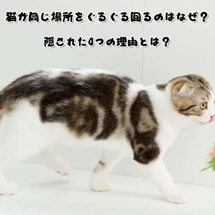 猫がくるくる回る!その行動の意味とは? 5 e78cabe3818ce3818fe3828be3818fe3828be59b9ee3828befbc81e3819de381aee8a18ce58b95e381aee6848fe591b3e381a8e381afefbc9f