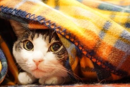 猫がこたつで死亡?冬の注意点と安全対策 5 e78cabe3818ce38193e3819fe381a4e381a7e6adbbe4baa1efbc9fe586ace381aee6b3a8e6848fe782b9e381a8e5ae89e585a8e5afbee7ad96