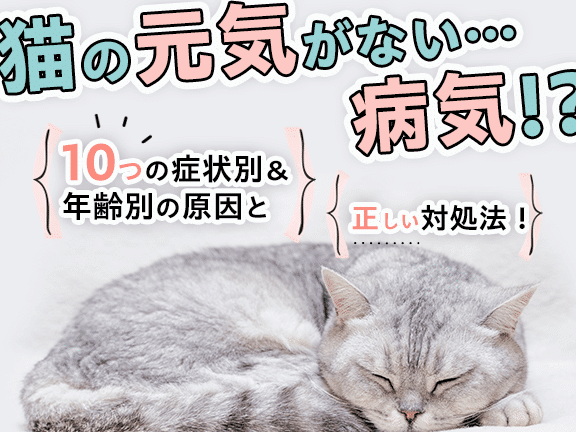 猫がしょんぼり…原因と対処法、病気の可能性も? 5 e78cabe3818ce38197e38287e38293e381bce3828ae58e9fe59ba0e381a8e5afbee587a6e6b395e38081e79785e6b097e381aee58fafe883bde680a7e38282
