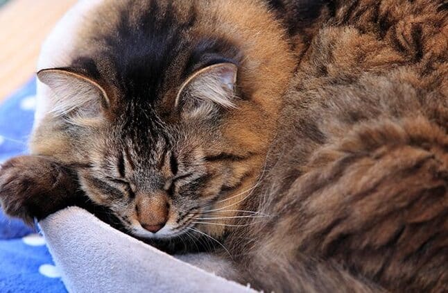 猫がずっと寝てる!その理由と病気の可能性 5 e78cabe3818ce3819ae381a3e381a8e5af9de381a6e3828befbc81e3819de381aee79086e794b1e381a8e79785e6b097e381aee58fafe883bde680a7