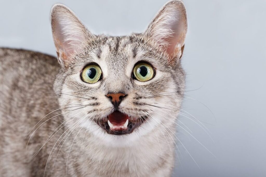 猫がずっと鳴いている: 鳴き声の種類と理由を解説 8 e78cabe3818ce3819ae381a3e381a8e9b3b4e38184e381a6e38184e3828b e9b3b4e3818de5a3b0e381aee7a8aee9a19ee381a8e79086e794b1e38292e8a7a3e8aaac