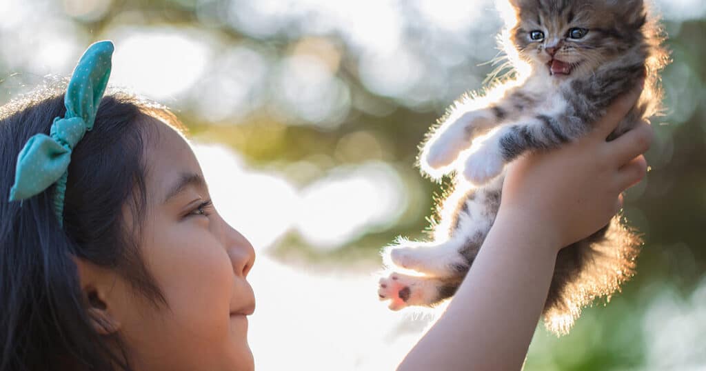 猫がなつく方法!効果的なコミュニケーションと接し方 5 e78cabe3818ce381aae381a4e3818fe696b9e6b395efbc81e58ab9e69e9ce79a84e381aae382b3e3839fe383a5e3838be382b1e383bce382b7e383a7e383b3e381a8