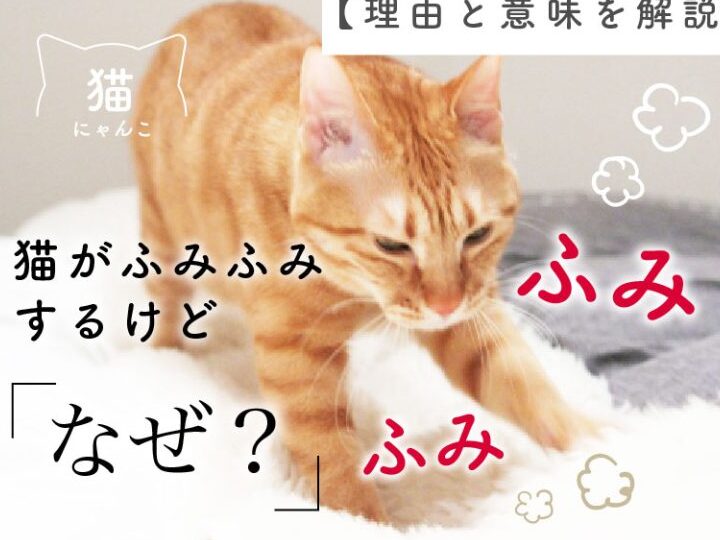 猫がふみふみする理由とは?愛情表現? 1 e78cabe3818ce381b5e381bfe381b5e381bfe38199e3828be79086e794b1e381a8e381afefbc9fe6849be68385e8a1a8e78fbeefbc9f