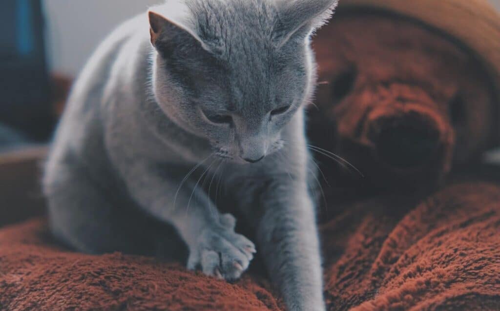 猫がふみふみゴロゴロ?幸せサインを見逃すな! 5 e78cabe3818ce381b5e381bfe381b5e381bfe382b4e383ade382b4e383adefbc9fe5b9b8e3819be382b5e382a4e383b3e38292e8a68be98083e38199e381aaefbc81