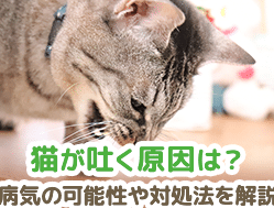 猫がよく吐く原因:病気の可能性と対処法 5 e78cabe3818ce38288e3818fe59090e3818fe58e9fe59ba0efbc9ae79785e6b097e381aee58fafe883bde680a7e381a8e5afbee587a6e6b395