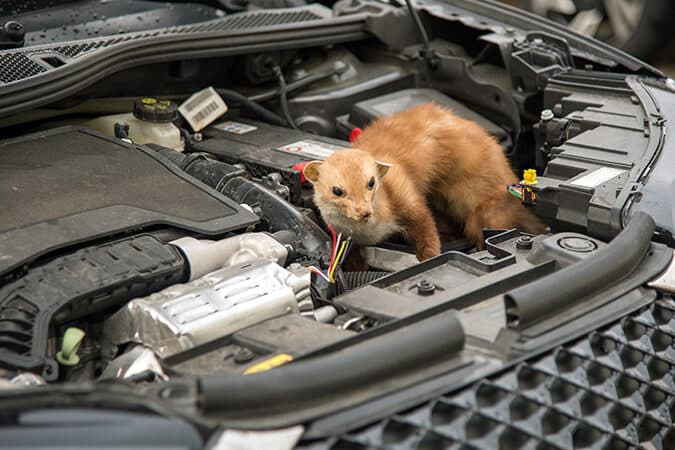 猫がエンジンルームに入りやすい車種:対策と予防策 1 e78cabe3818ce382a8e383b3e382b8e383b3e383abe383bce383a0e381abe585a5e3828ae38284e38199e38184e8bb8ae7a8aeefbc9ae5afbee7ad96e381a8e4ba88