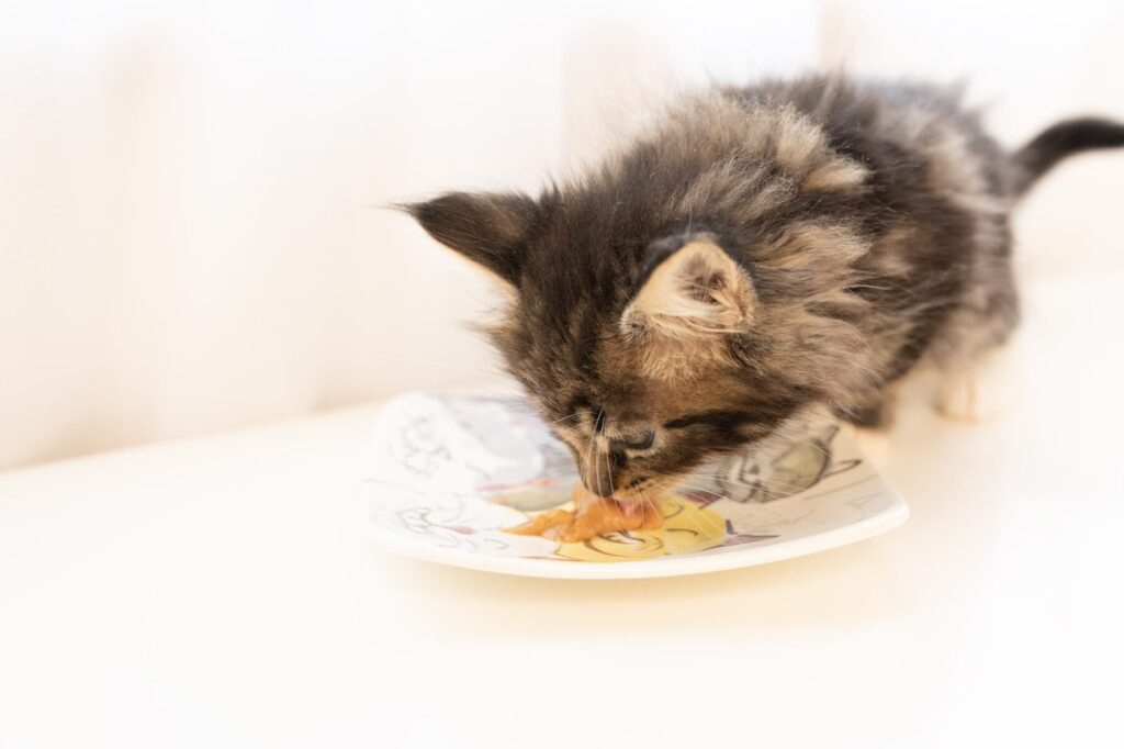 猫がカリカリを食べない原因:病気の可能性と対処法 5 e78cabe3818ce382abe383aae382abe383aae38292e9a39fe381b9e381aae38184e58e9fe59ba0efbc9ae79785e6b097e381aee58fafe883bde680a7e381a8e5afbe