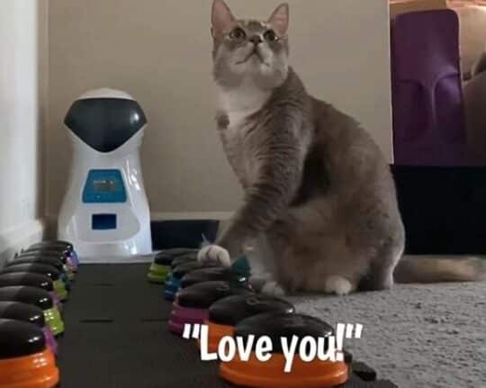 猫がボタンを押す!?賢すぎる猫の行動とその理由 5 e78cabe3818ce3839ce382bfe383b3e38292e68abce38199efbc81efbc9fe8b3a2e38199e3818ee3828be78cabe381aee8a18ce58b95e381a8e3819de381aee79086