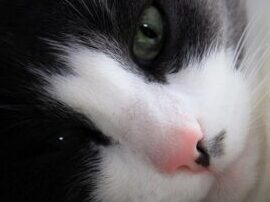 猫が匂いを嗅ぐ理由!猫の嗅覚の秘密 5 e78cabe3818ce58c82e38184e38292e59785e38190e79086e794b1efbc81e78cabe381aee59785e8a69ae381aee7a798e5af86