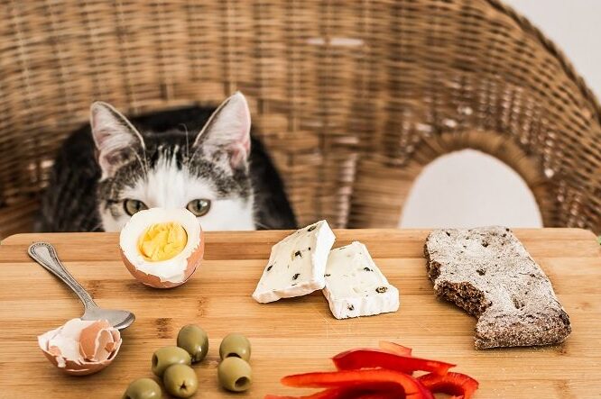 猫が卵を食べても大丈夫?: 与え方と注意点 7 e78cabe3818ce58db5e38292e9a39fe381b9e381a6e38282e5a4a7e4b888e5a4abefbc9f e4b88ee38188e696b9e381a8e6b3a8e6848fe782b9