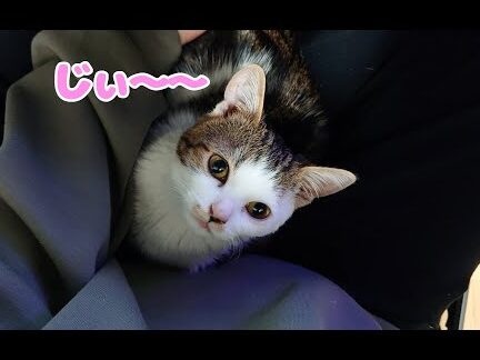 猫が可愛すぎて死にそう!猫の魅力にハマる人の心理 5 e78cabe3818ce58fafe6849be38199e3818ee381a6e6adbbe381abe3819de38186efbc81e78cabe381aee9ad85e58a9be381abe3838fe3839ee3828be4babae381ae