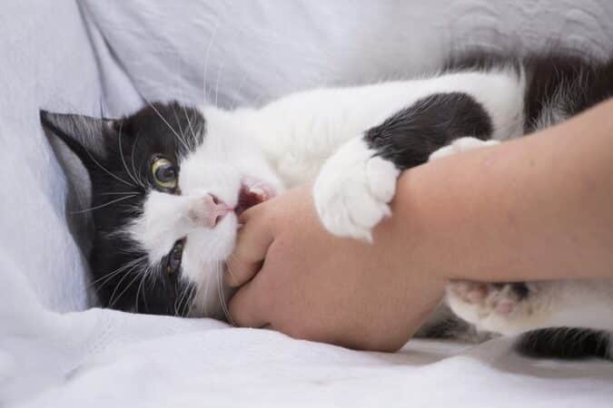 猫が噛む理由!甘え?攻撃?状況別の解釈 5 e78cabe3818ce5999be38280e79086e794b1efbc81e79498e38188efbc9fe694bbe69283efbc9fe78ab6e6b381e588a5e381aee8a7a3e98788