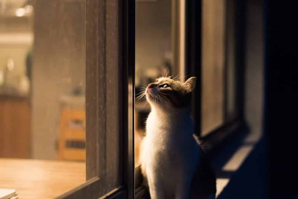 猫が夜に鳴く理由!原因と対策、近所迷惑にならないための注意点 5 e78cabe3818ce5a49ce381abe9b3b4e3818fe79086e794b1efbc81e58e9fe59ba0e381a8e5afbee7ad96e38081e8bf91e68980e8bfb7e68391e381abe381aae38289