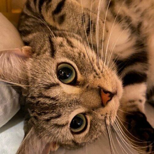 猫が夜中に鳴く理由!原因と対策、安眠を妨げないために 5 e78cabe3818ce5a49ce4b8ade381abe9b3b4e3818fe79086e794b1efbc81e58e9fe59ba0e381a8e5afbee7ad96e38081e5ae89e79ca0e38292e5a6a8e38192e381aa