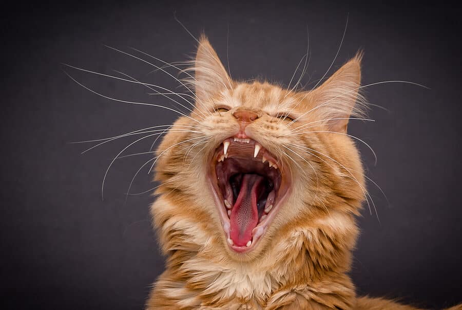 猫が大声で鳴く理由!病気やストレスの可能性も 5 e78cabe3818ce5a4a7e5a3b0e381a7e9b3b4e3818fe79086e794b1efbc81e79785e6b097e38284e382b9e38388e383ace382b9e381aee58fafe883bde680a7e38282