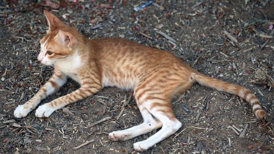 猫が太らない原因は?痩せすぎの猫の健康管理 5 e78cabe3818ce5a4aae38289e381aae38184e58e9fe59ba0e381afefbc9fe797a9e3819be38199e3818ee381aee78cabe381aee581a5e5bab7e7aea1e79086