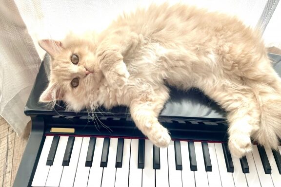 猫が好きな音楽とは?リラックス効果のある音楽を紹介 5 e78cabe3818ce5a5bde3818de381aae99fb3e6a5bde381a8e381afefbc9fe383aae383a9e38383e382afe382b9e58ab9e69e9ce381aee38182e3828be99fb3e6a5bd