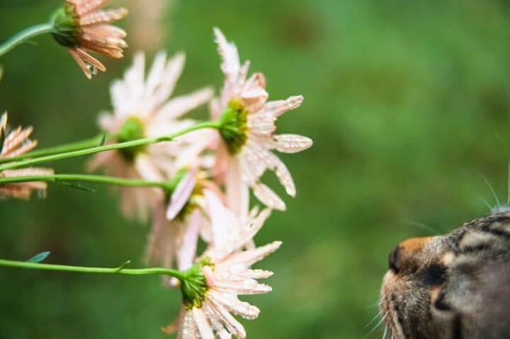 猫が嫌いな植物!猫にとって危険な植物と注意点 5 e78cabe3818ce5ab8ce38184e381aae6a48de789a9efbc81e78cabe381abe381a8e381a3e381a6e58db1e999bae381aae6a48de789a9e381a8e6b3a8e6848fe782b9