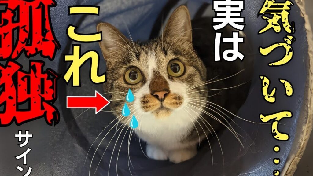 猫が寂しいと感じているサイン!猫の気持ちを理解しよう 5 e78cabe3818ce5af82e38197e38184e381a8e6849fe38198e381a6e38184e3828be382b5e382a4e383b3efbc81e78cabe381aee6b097e68c81e381a1e38292e79086