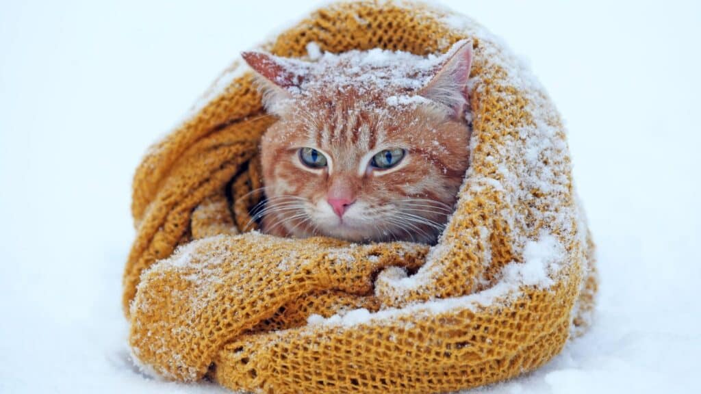 猫が寒いと感じているサイン!寒さ対策のポイント 5 e78cabe3818ce5af92e38184e381a8e6849fe38198e381a6e38184e3828be382b5e382a4e383b3efbc81e5af92e38195e5afbee7ad96e381aee3839de382a4e383b3