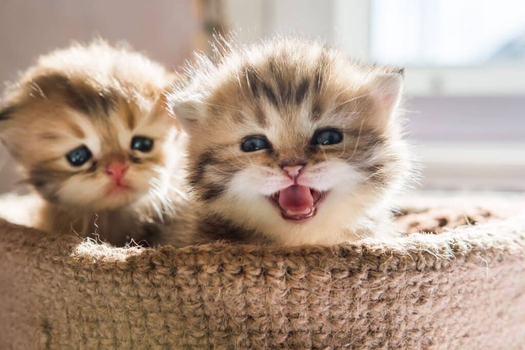 猫が小さく鳴く理由!甘え?不安?状況別の解釈 1 e78cabe3818ce5b08fe38195e3818fe9b3b4e3818fe79086e794b1efbc81e79498e38188efbc9fe4b88de5ae89efbc9fe78ab6e6b381e588a5e381aee8a7a3e98788 1