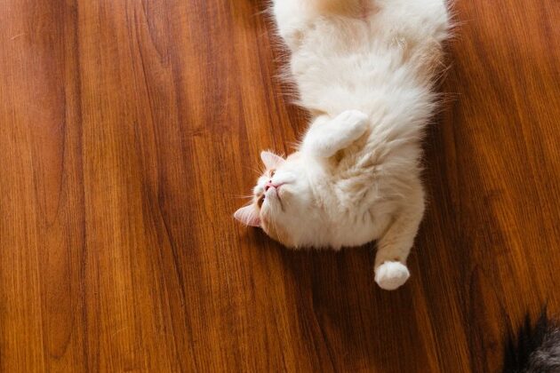 猫が尻尾を追いかける!その原因と対処法 5 e78cabe3818ce5b0bbe5b0bee38292e8bfbde38184e3818be38191e3828befbc81e3819de381aee58e9fe59ba0e381a8e5afbee587a6e6b395