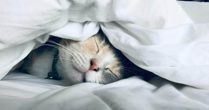 猫が布団に入って来るのはなぜ?その心理と対策 1 e78cabe3818ce5b883e59ba3e381abe585a5e381a3e381a6e69da5e3828be381aee381afe381aae3819cefbc9fe3819de381aee5bf83e79086e381a8e5afbee7ad96