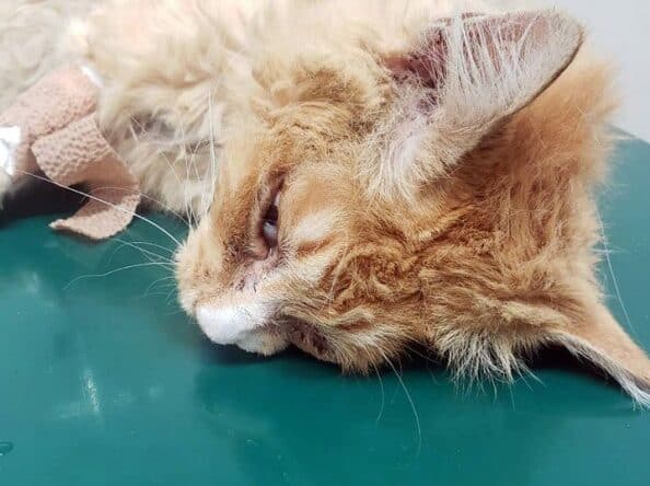 猫が帰ってこない!事故?病気?それとも…? 1 e78cabe3818ce5b8b0e381a3e381a6e38193e381aae38184efbc81e4ba8be69585efbc9fe79785e6b097efbc9fe3819de3828ce381a8e38282efbc9f