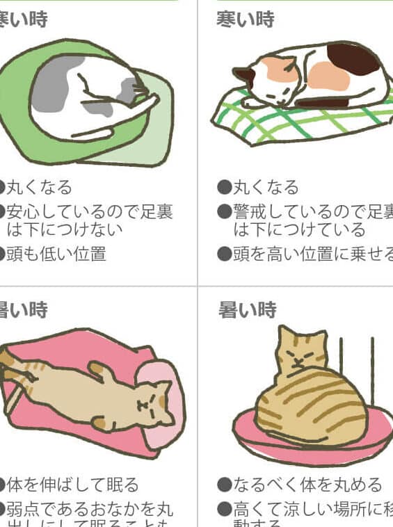 猫が床で寝る理由!温度や素材、猫の気持ち 1 e78cabe3818ce5ba8ae381a7e5af9de3828be79086e794b1efbc81e6b8a9e5baa6e38284e7b4a0e69d90e38081e78cabe381aee6b097e68c81e381a1