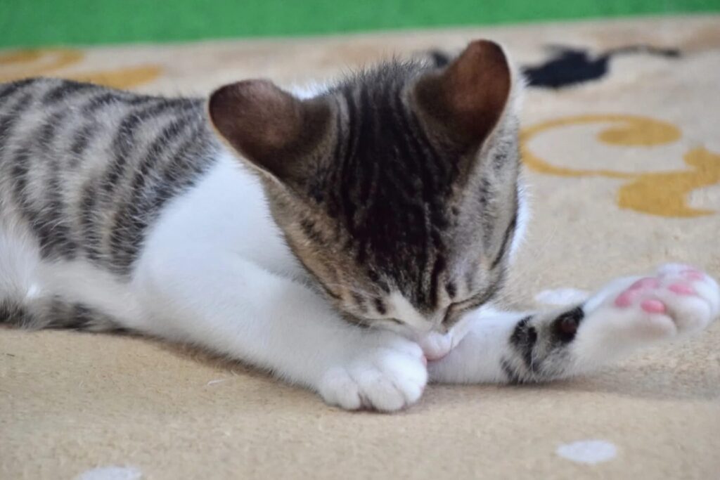 猫が床を舐める理由!病気の可能性と対処法 1 e78cabe3818ce5ba8ae38292e88890e38281e3828be79086e794b1efbc81e79785e6b097e381aee58fafe883bde680a7e381a8e5afbee587a6e6b395